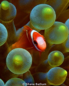 Juvenile anemone fish by Shane Batham 